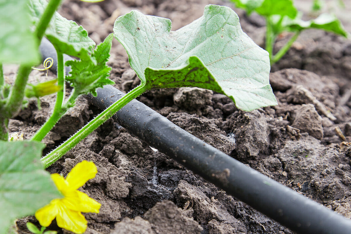 DESIGNING AND INSTALLATION OF DRIP IRRIGATION SYSTEMS